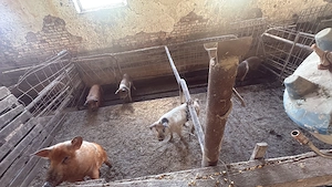 Vând soldani 40 -60 kg