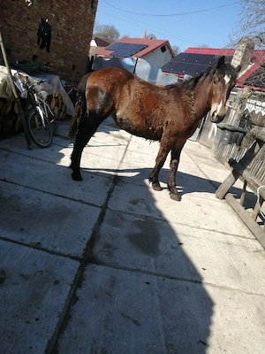 Vând 3 caii manze - imagine 2