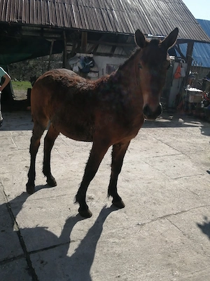 Vând 3 caii manze - imagine 3