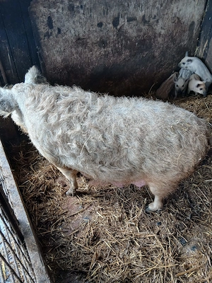 Vând sau schimb, scroafa mangalita cu purcei - imagine 2