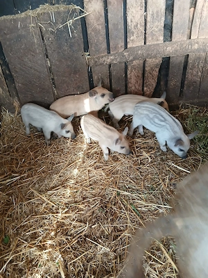 Vând scroafa mangalita cu purcei