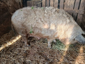 Vând sau schimb, scroafa mangalita cu purcei - imagine 3