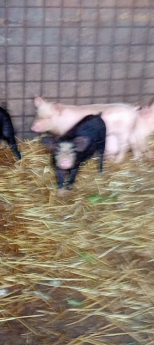 vând purcei   - imagine 4