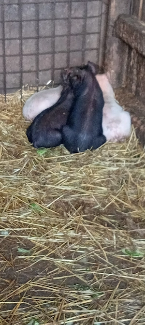 vând purcei   - imagine 2