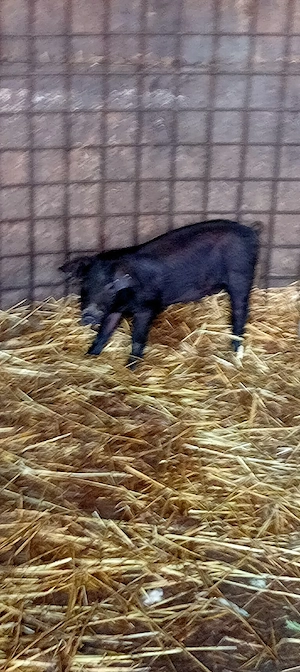 vând purcei   - imagine 5