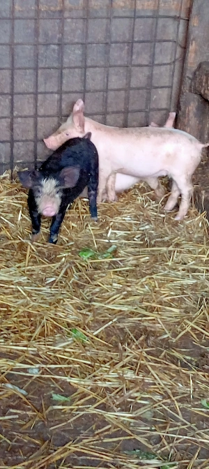 vând purcei   - imagine 3