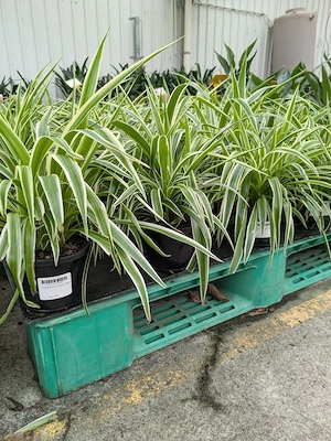 Plante păianjen (Clorophitum Comosum)