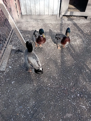 vînd sau schimb doi rățoi 