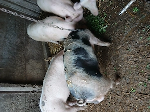 De vanzare grasuni mancaciosi - imagine 4