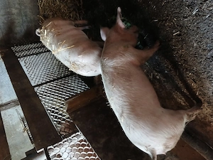 De vanzare grasuni mancaciosi - imagine 2