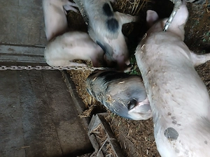 De vanzare grasuni mancaciosi - imagine 3