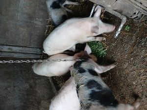 De vanzare grasuni mancaciosi - imagine 5