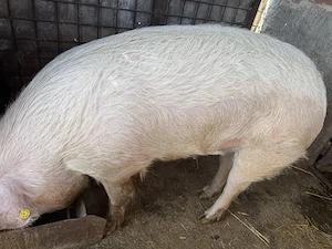 Vand porc 180-190 kg