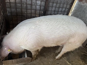 Vand porc 180-190 kg - imagine 2