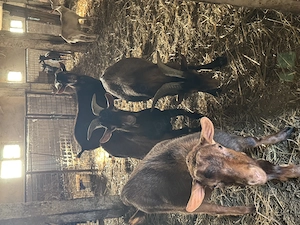 Vând țapi alpini pentru sacrificat