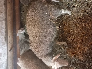 Oi lacaune de vanzare