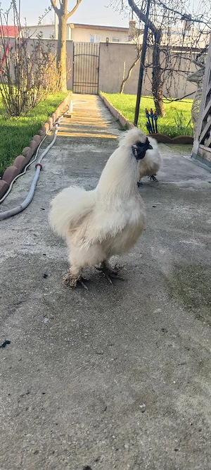 vand sau chimb cocosi de matase japoneza