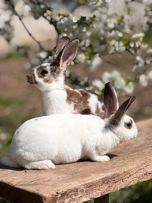 Iepurasi Rex de vânzare!  - imagine 2