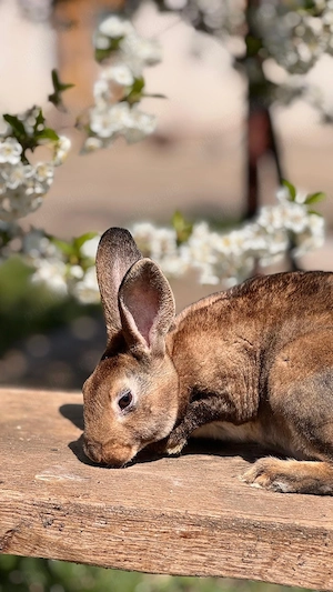 Iepurasi Rex de vânzare!  - imagine 4