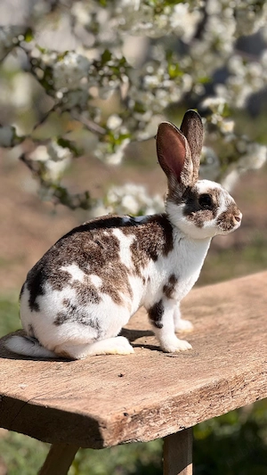 Iepurasi de Paște de vânzare! 