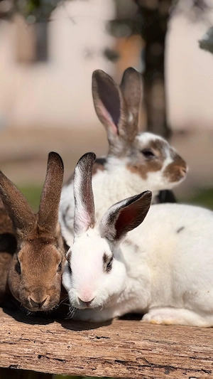 Iepurasi Rex de vânzare!  - imagine 3