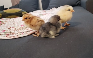 Vând puișori de rasa mixta de 3 zile 