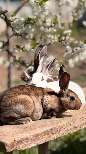 Iepurasi Rex de vânzare!  - imagine 5