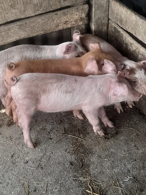 porc.         - imagine 4