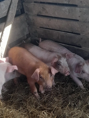 porc.        - imagine 2