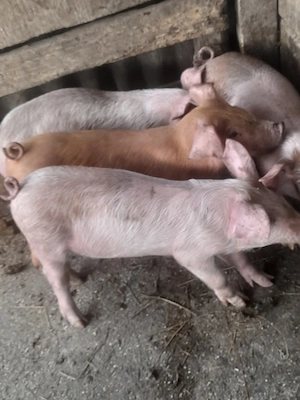 porc.         - imagine 3