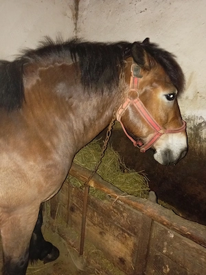 Pereche de cai de vânzare probă la fața locului garantat l  - imagine 2