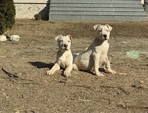 Disponibil Urgent  Femela Dog Argentinian