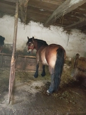 Pereche de cai de vânzare probă la fața locului garantat l  - imagine 3