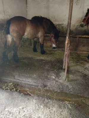 Pereche de cai de vânzare probă la fața locului garantat l 