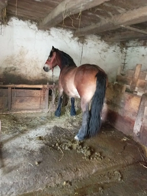 Pereche de cai de vânzare probă la fața locului garantat l  - imagine 4