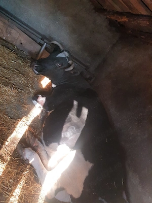 Vaca Holstein 600kg - imagine 3