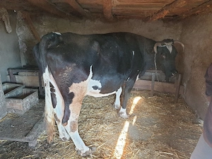 Vaca Holstein 600kg - imagine 2