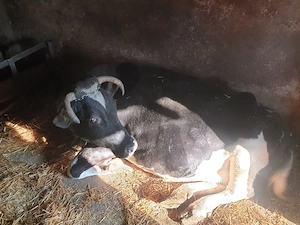 Vaca Holstein 600kg