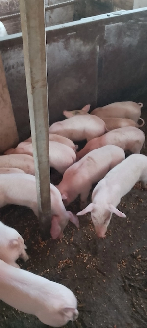 purcei landrace  - imagine 3