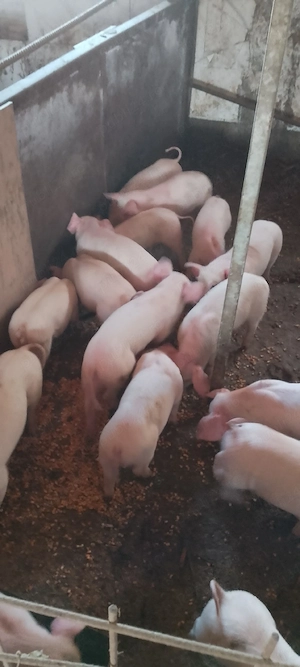 purcei landrace  - imagine 4