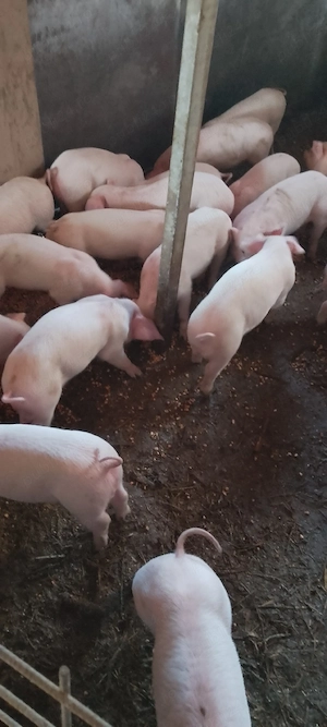 purcei landrace  - imagine 2