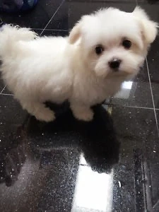 bichon maltez alb 2 lunite 