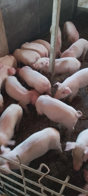 purcei landrace  - imagine 5