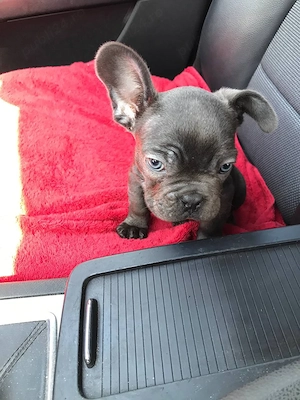 Bulldog Francez băiat  - imagine 4