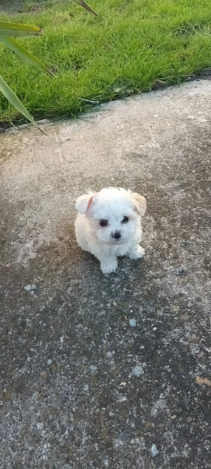 De vânzare bison maltez baietel 