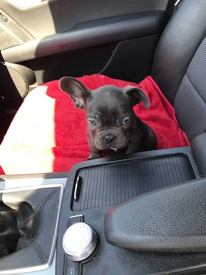 Bulldog Francez băiat  - imagine 3