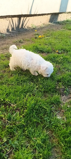 De vinzare bison maltez baietel 