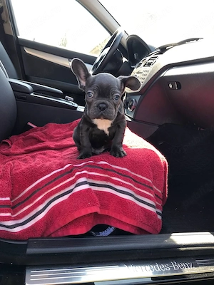 Bulldog Francez băiat  - imagine 2