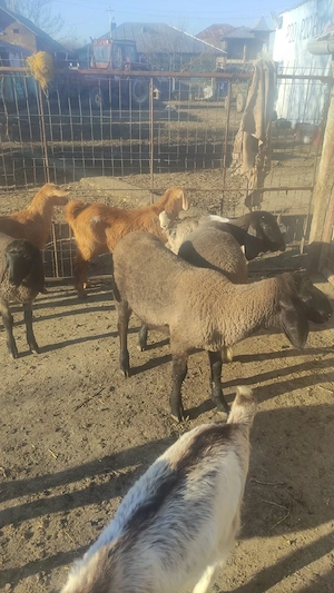 Miei -iezi de Paste 45 lei kg - imagine 3