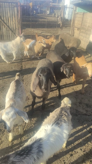 Miei -iezi de Paste 45 lei kg - imagine 2